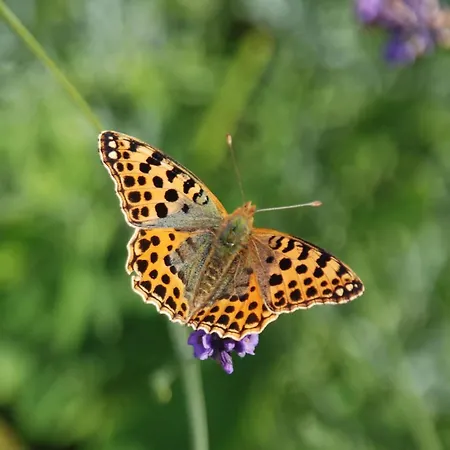 Mobile Im Mit Seezugang Apartment *